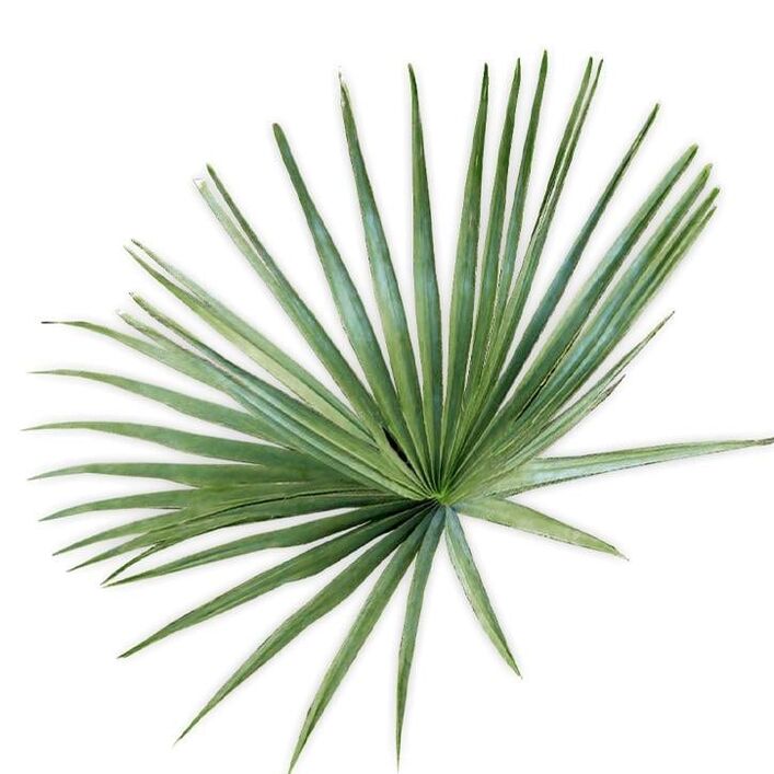 Saw palmetto - thành phần UltraMax Testo Enhancer